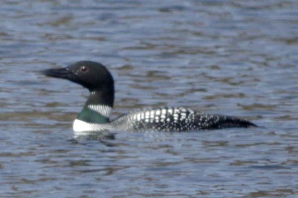 Common loon