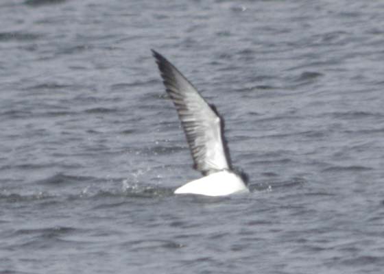 Loon Come Hither