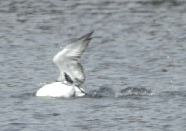 Loon Dance of Joy