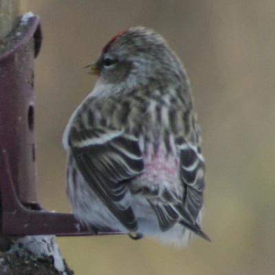 Common redpoll