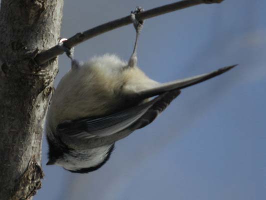 Upside-down chickadee