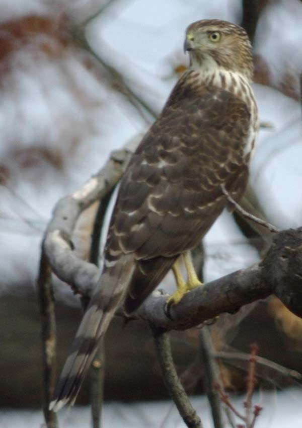 Immature Cooper's hawk in game land