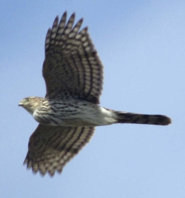 Immature Cooper's hawk over Jo Hayes vista