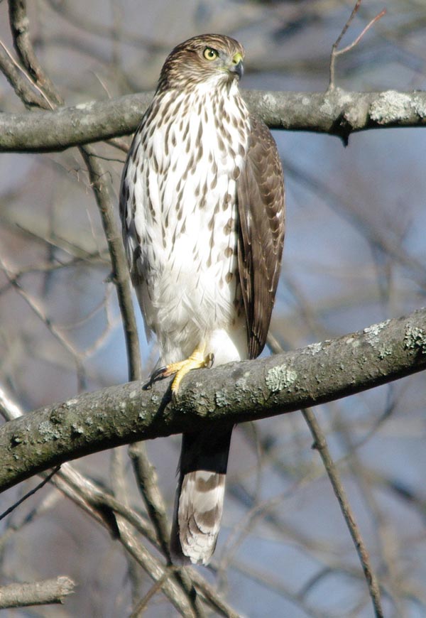 Immature Cooper's hawk