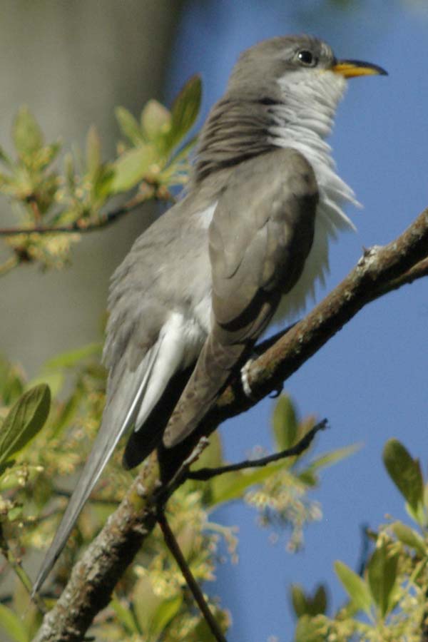 Yellow-billed cuckoo fluffed