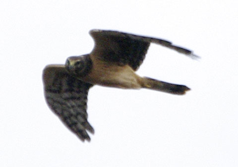 Northern harrier in the distance