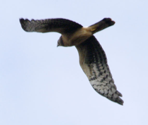 Northern harrier exits