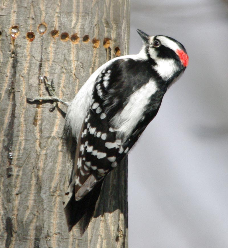 Male downy woodpecker