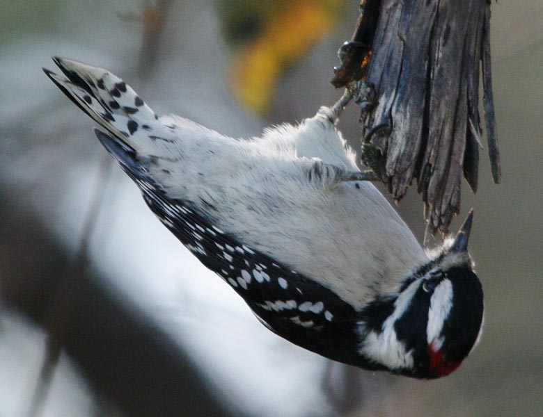 Male downy woodpecker