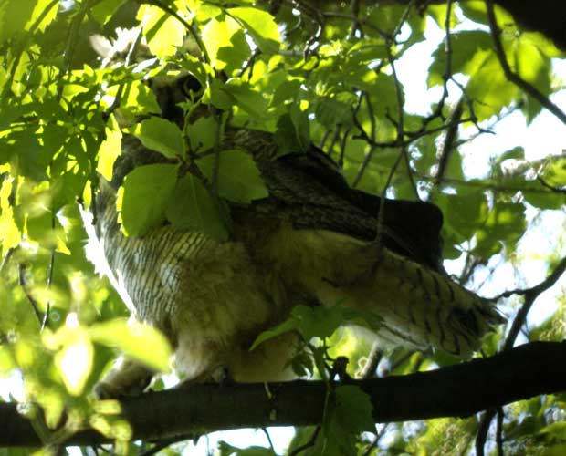 Obscured immature great horned owl