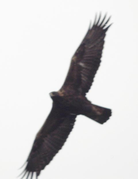 Golden eagle