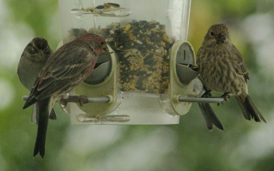 House finch couple
