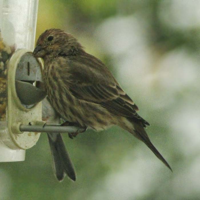Female house finch