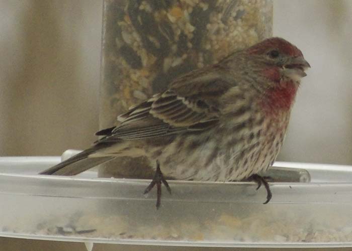 Male house finch