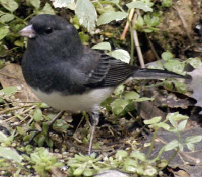 A dark dark-eyed junco