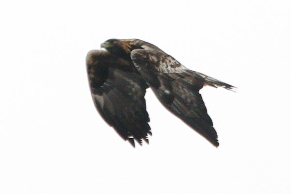 Golden eagle wing beat