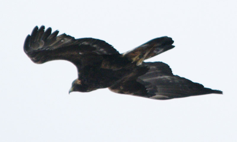 Golden eagle exit