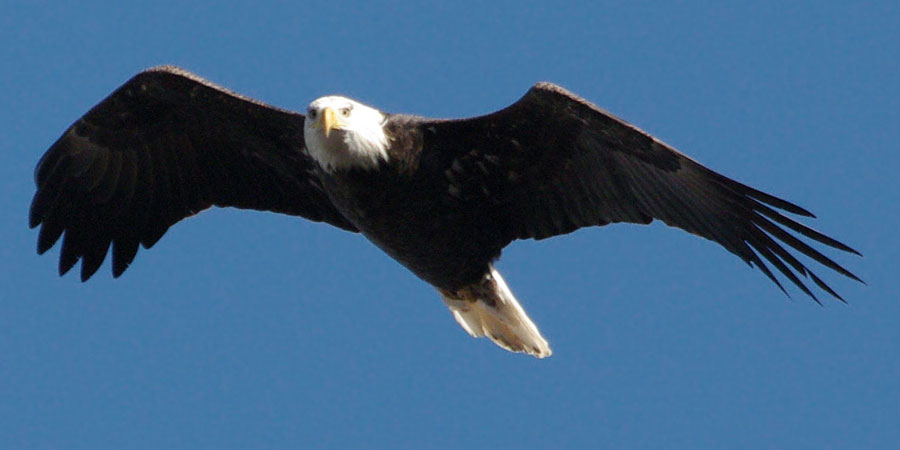 Incoming bald eagle