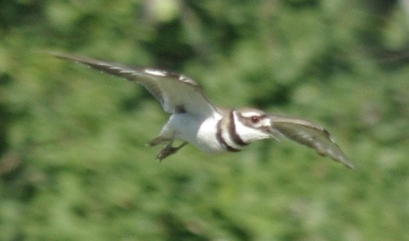 Killdeer flying