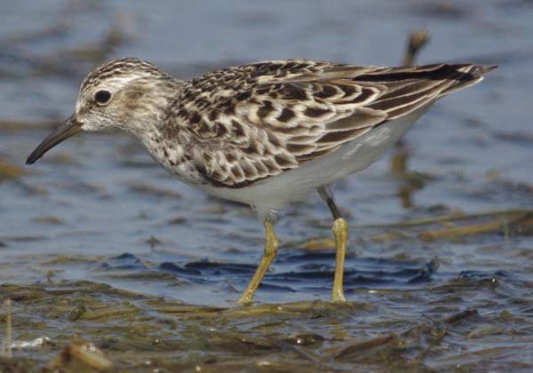 Least sandpiper