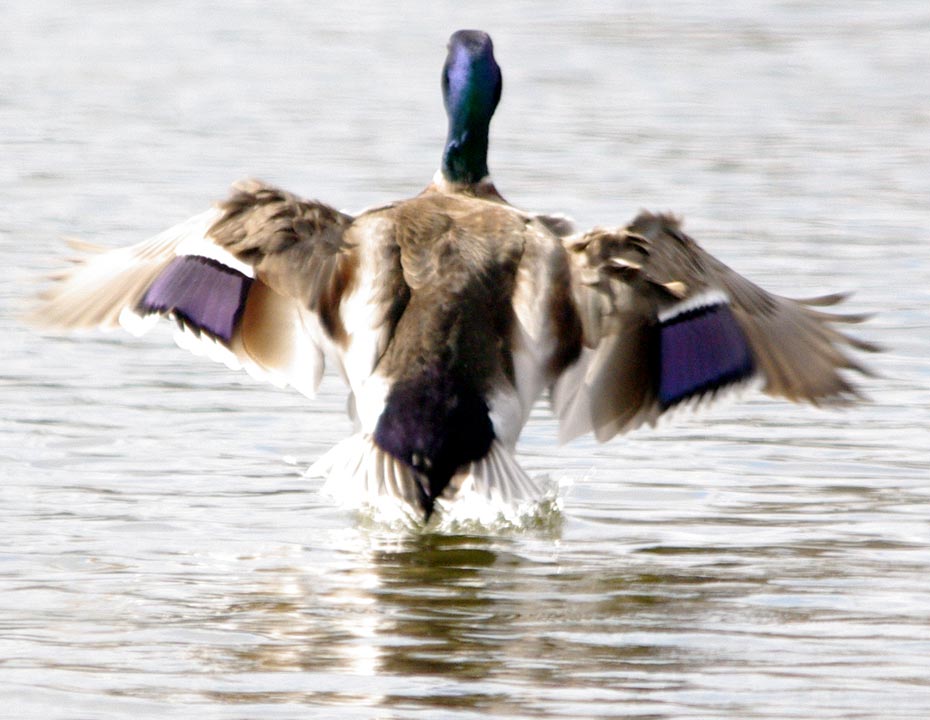 Male mallard landing in pond