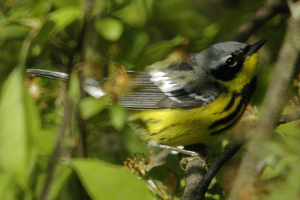 Male magnolia warbler