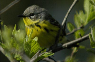 Dark indigo bunting