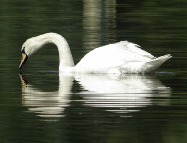 Mute swan with reflection