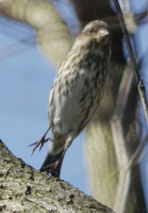 Female purple finch leaping
