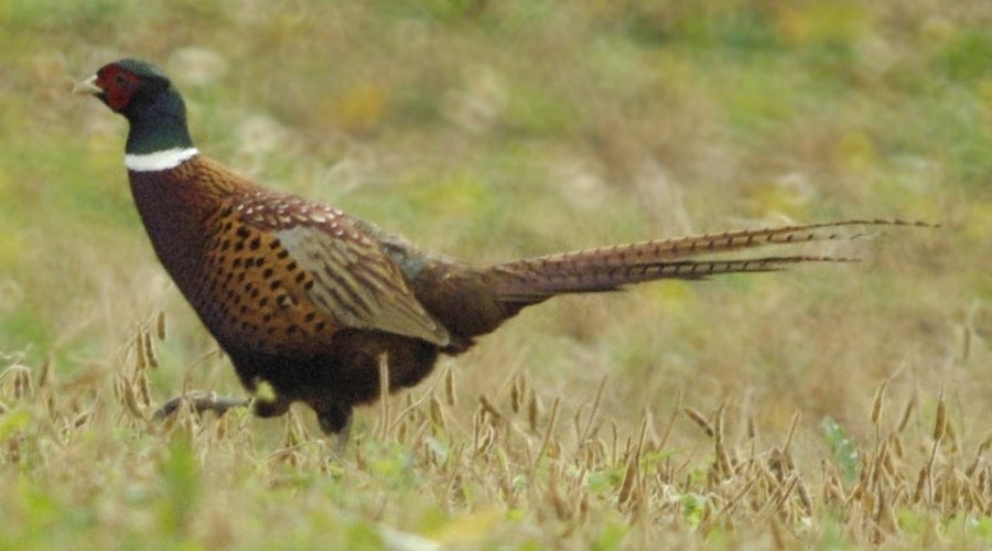 Male ring-necked pheasant
