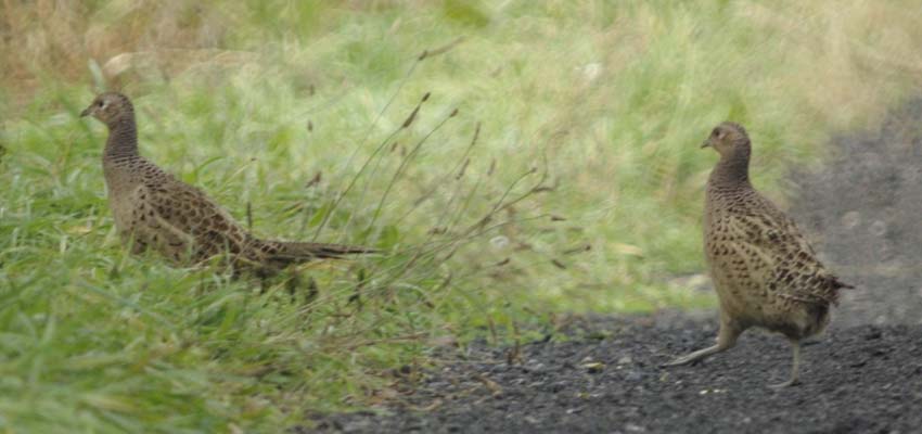 Two female ring-necked pheasants