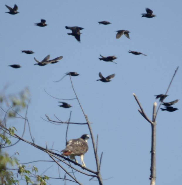 Red-tailed hawk with starling background
