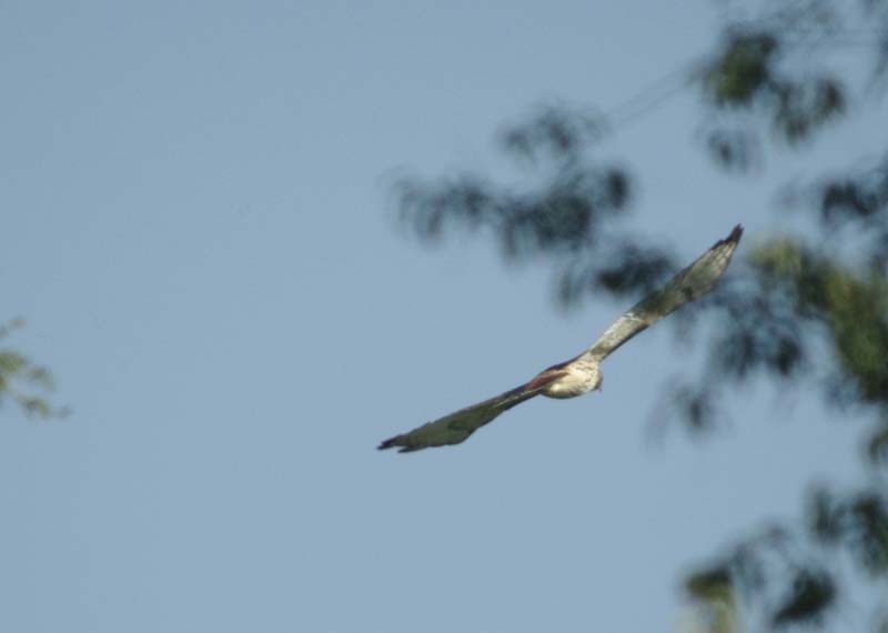 All clear: Red-tailed hawk exits