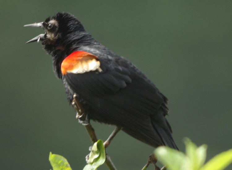 Red-winged blackbird singing