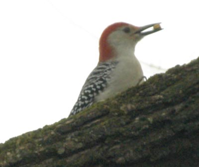 Red-bellied woodpecker with berry