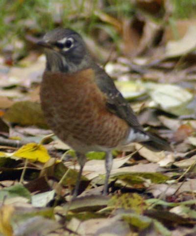 American robin on ground