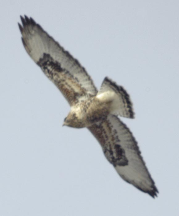 Rough-legged hawk