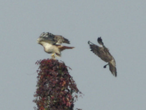 Hawks taking off and landing