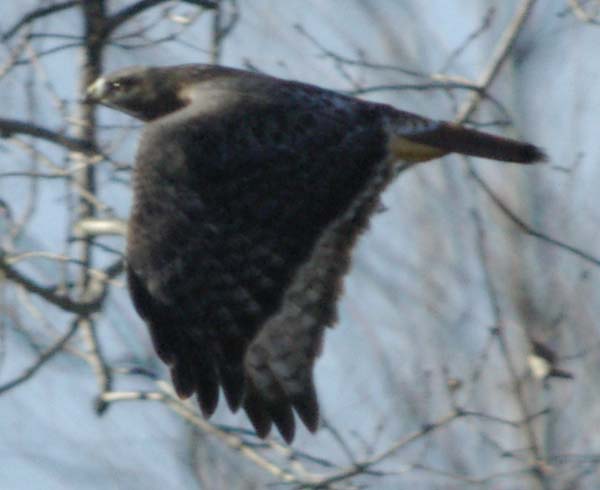Red-tailed hawk in flight