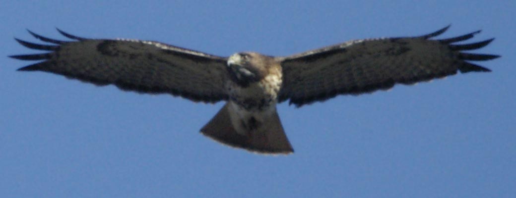 Red-tailed hawk