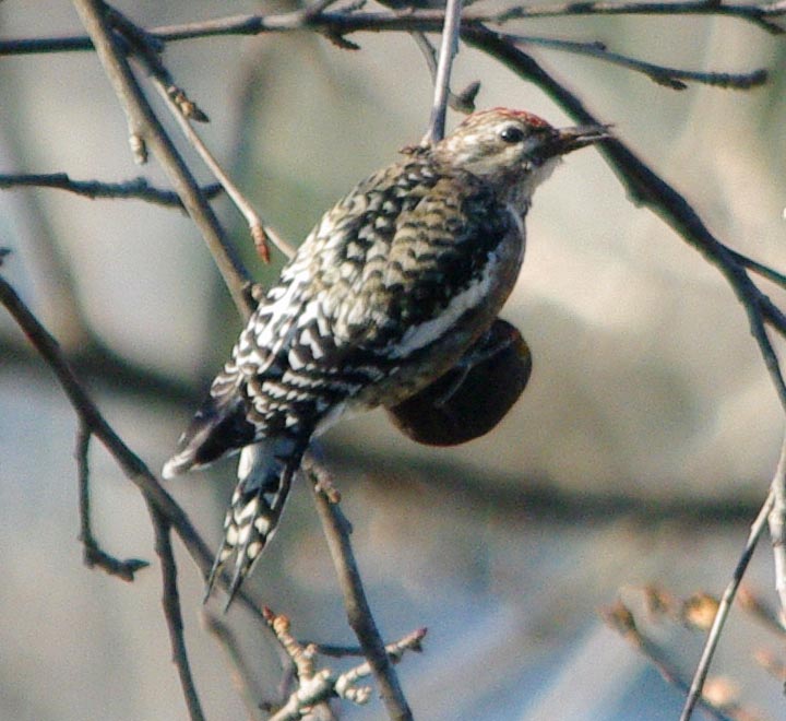 Immature female yellow-bellied sapsucker