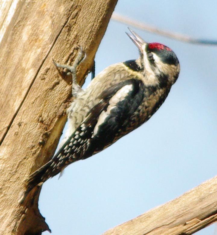 Female yellow-bellied sapsucker