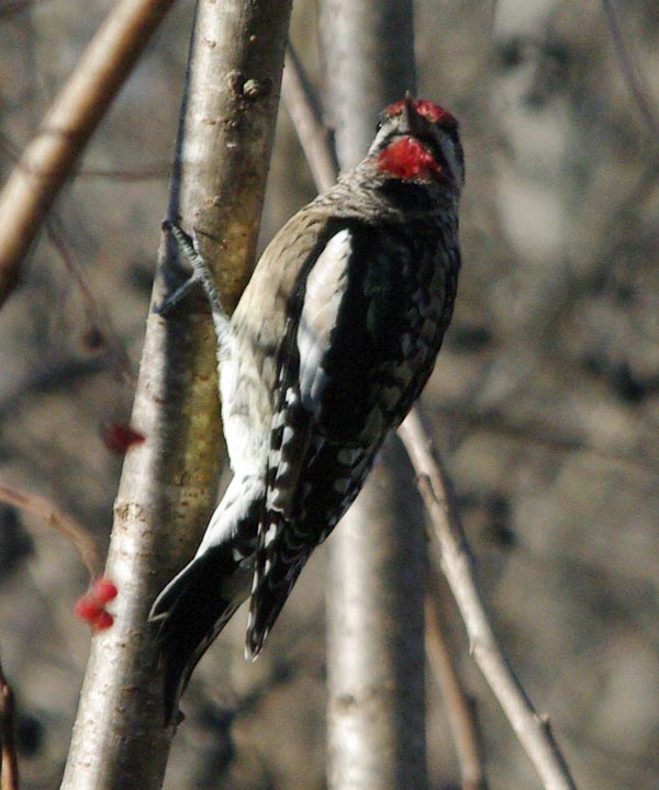 Male yellow-bellied sapsucker