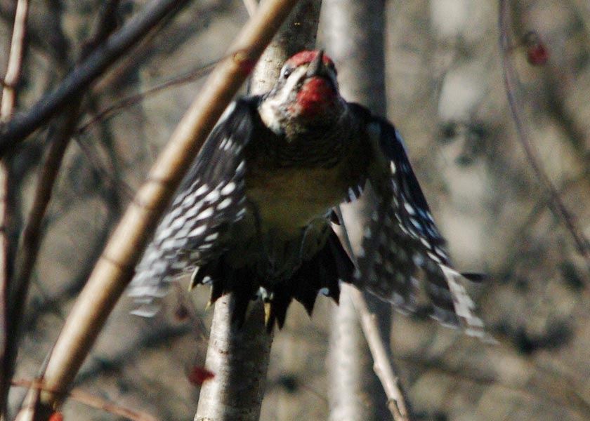 Incoming male yellow-bellied sapsucker