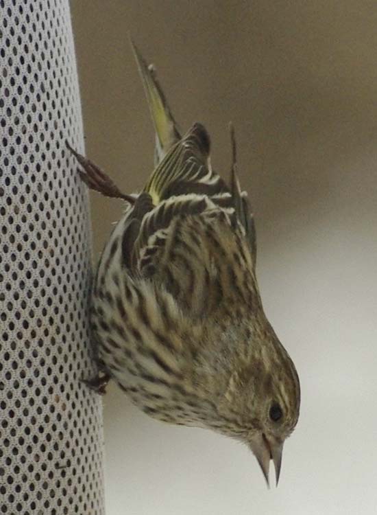 Pine siskin