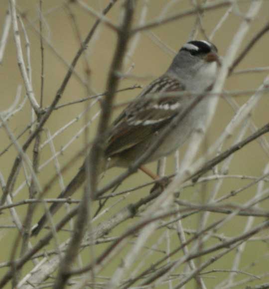 White-crowned sparrow