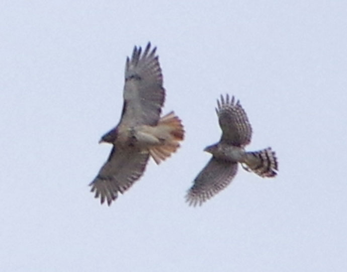 Cooper's hawk