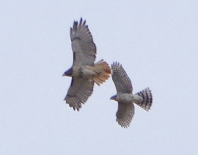 Cooper's hawk