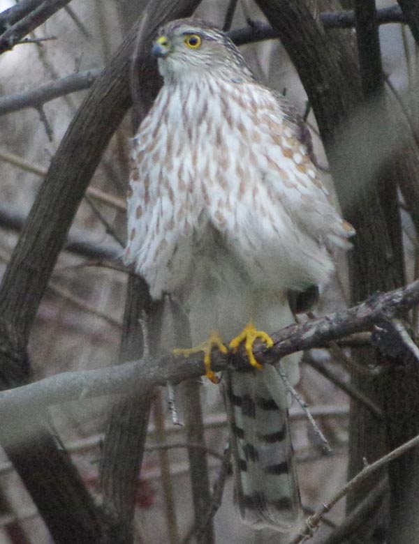 Sharp-shinned hawk fluffed