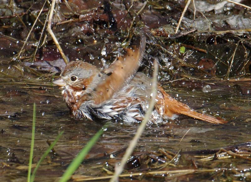 Fox sparrow bathing